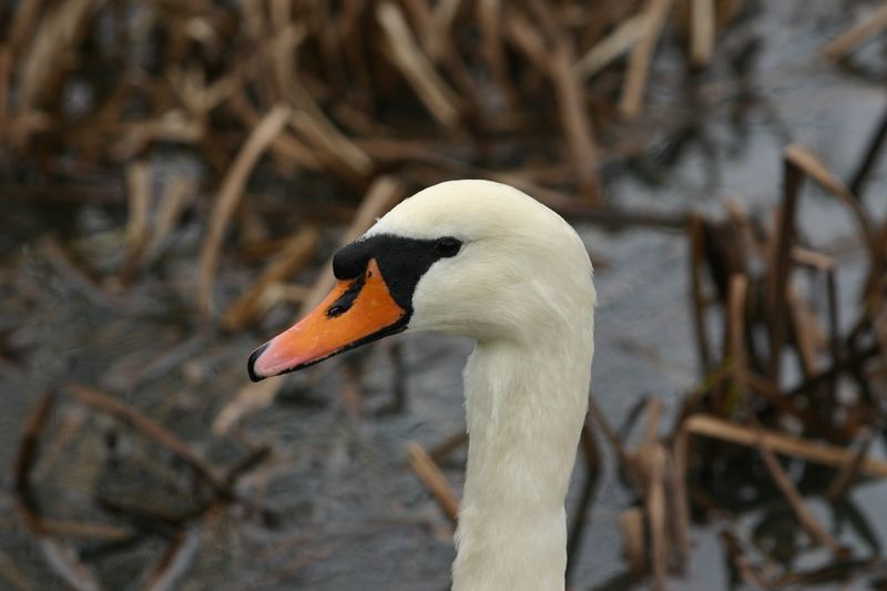 300D 0061 Swan